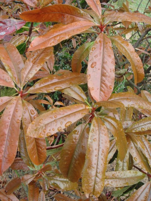 Photinia glabra jeune feuille P26